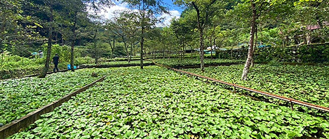 広大なわさび田の画像