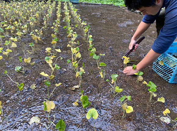 男性がわさびを植え付けている画像